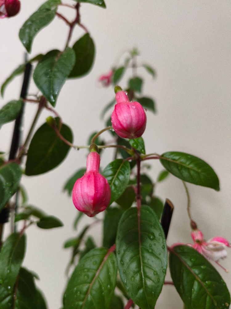 Küpe Çiçeği - Fuchsia