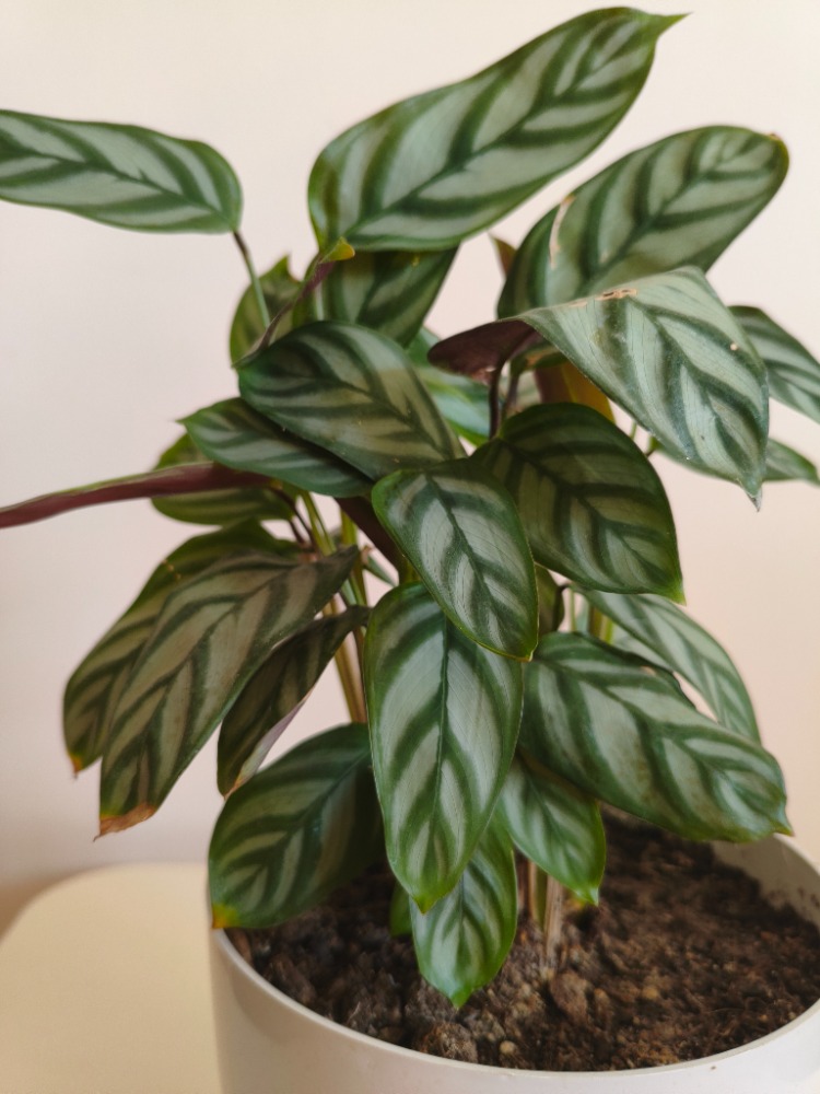 Dua Çiçeği-Calathea Ctenanthe Setosa