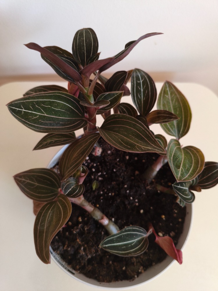 Mücevher Orkide - Ludisia Discolor