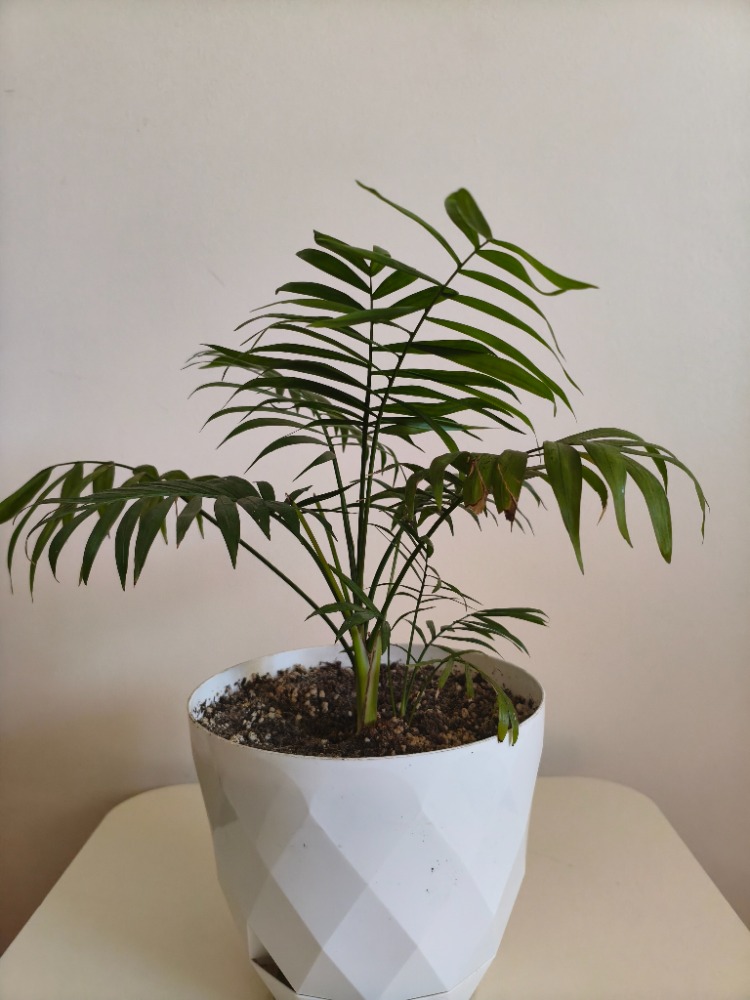 Dağ Palmiyesi-Chamaedorea Elegans