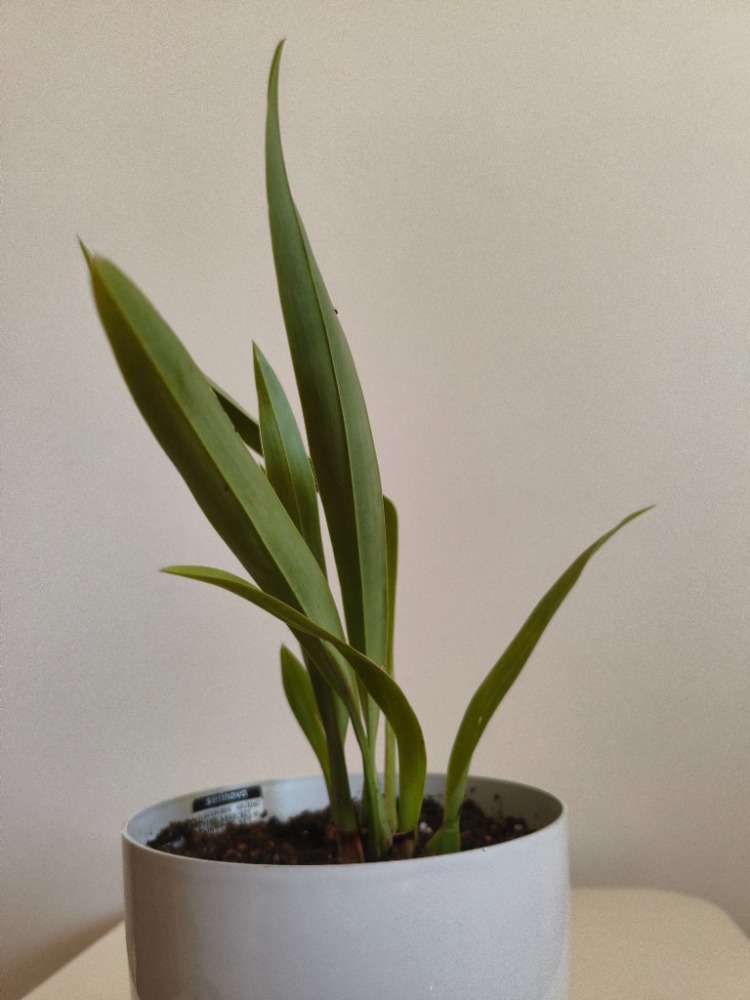 Kokulu Cambria Orkide - Cambria Oncidium