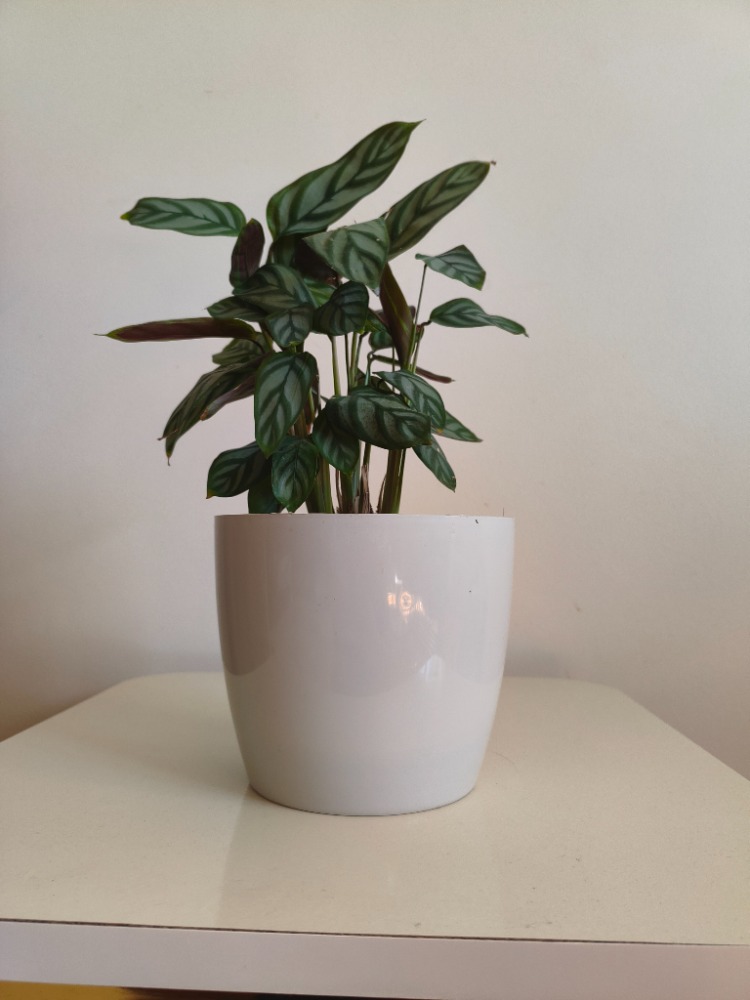 Dua Çiçeği-Calathea Ctenanthe Setosa