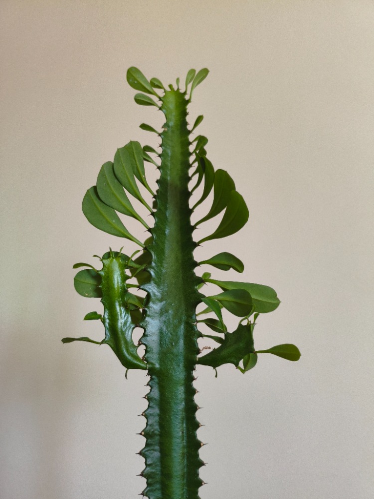 Süt Ağacı - Euphorbia trigona