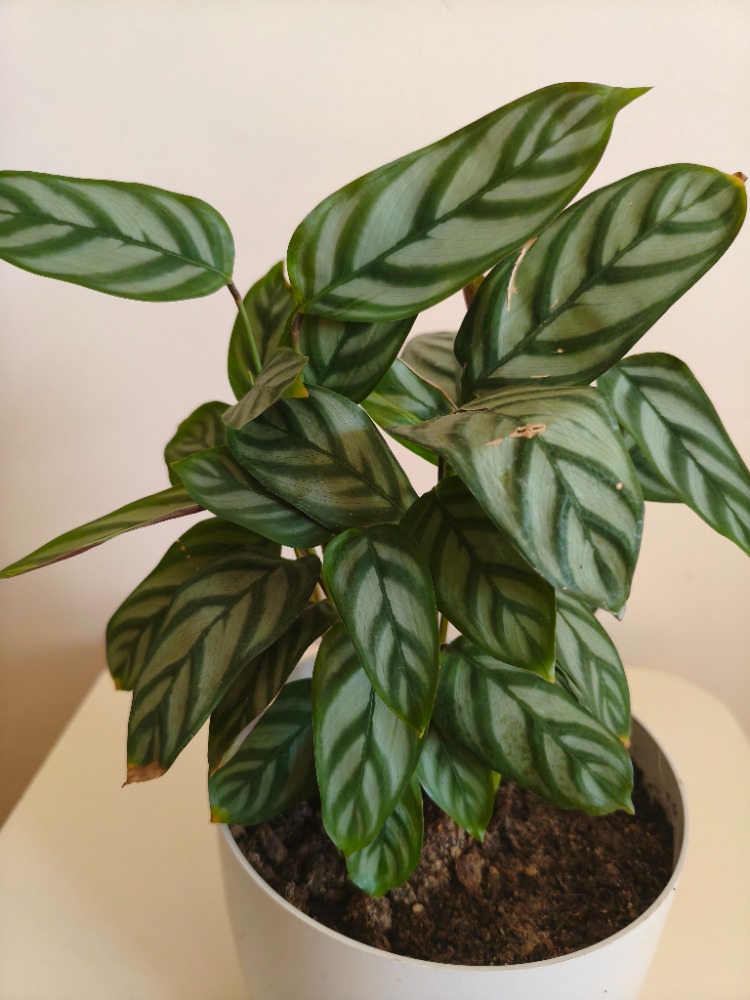 Dua Çiçeği-Calathea Ctenanthe Setosa