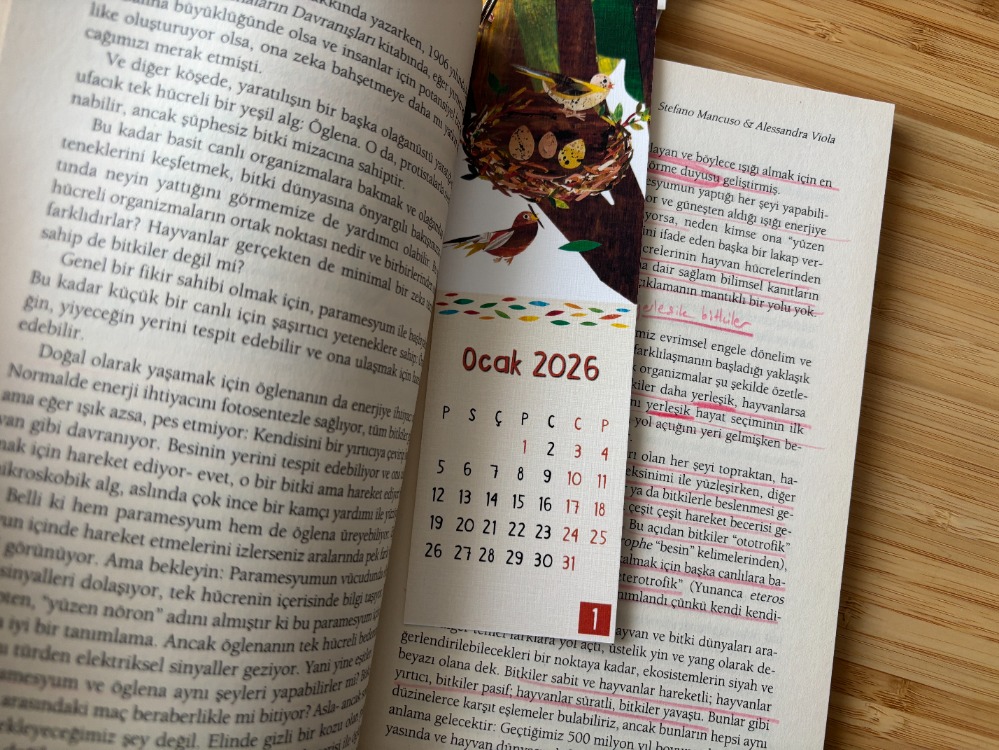YALIÇAPKINI ayraç 2026 takvimi