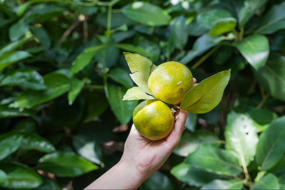 Mandalina : 1 Kg