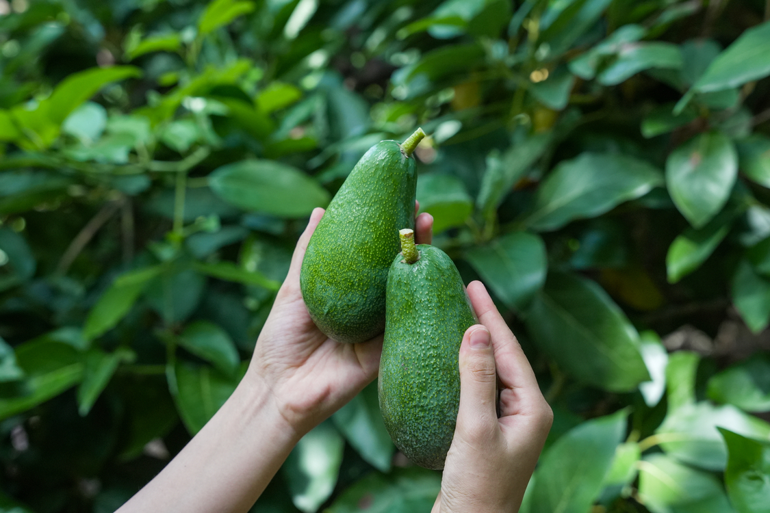 Fuerte Avokado 250 Gr ve üzeri : 50 Adet