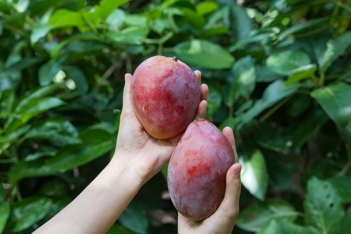 Mango : 1 Adet