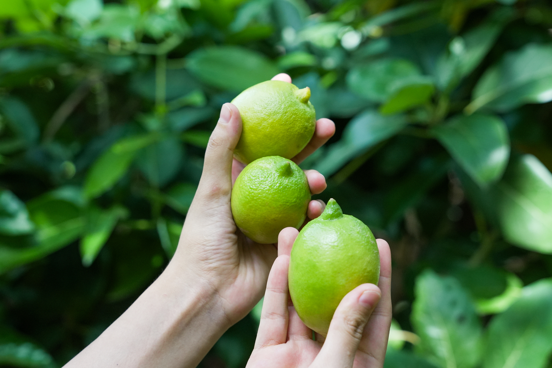 Limon : 1 Kg