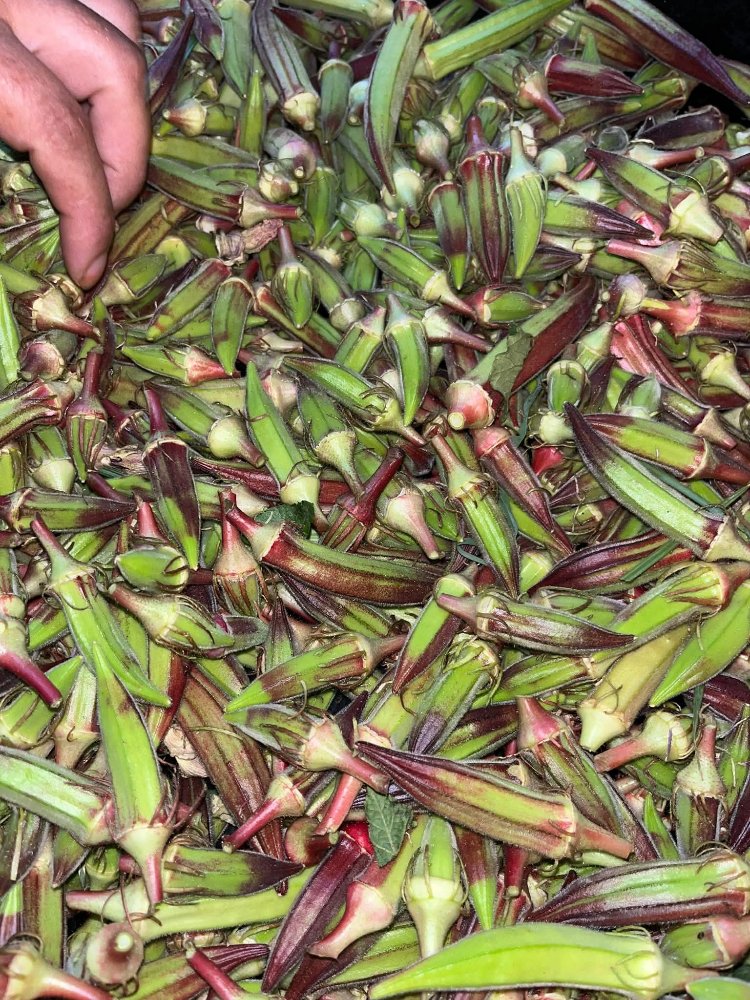 5 kg kınalı bamya (kargo ücretsiz )