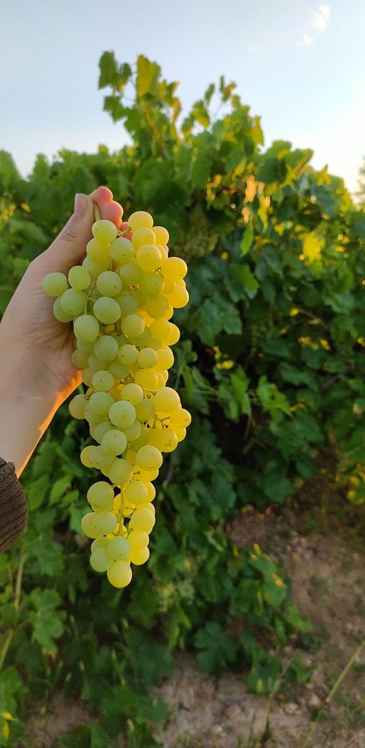 Sultaniye üzüm 1 kilo
