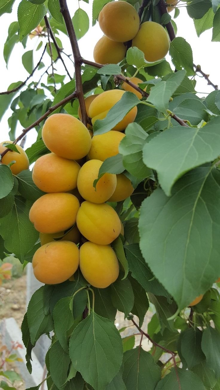 kayısı (1kg)