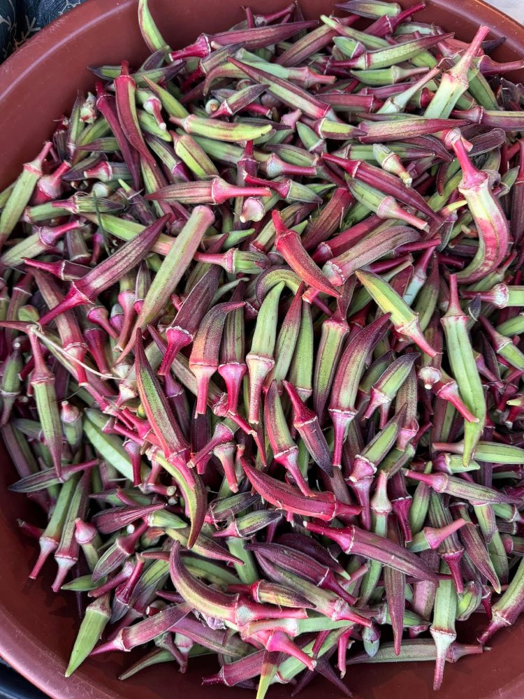 kınalı bamya 1kg