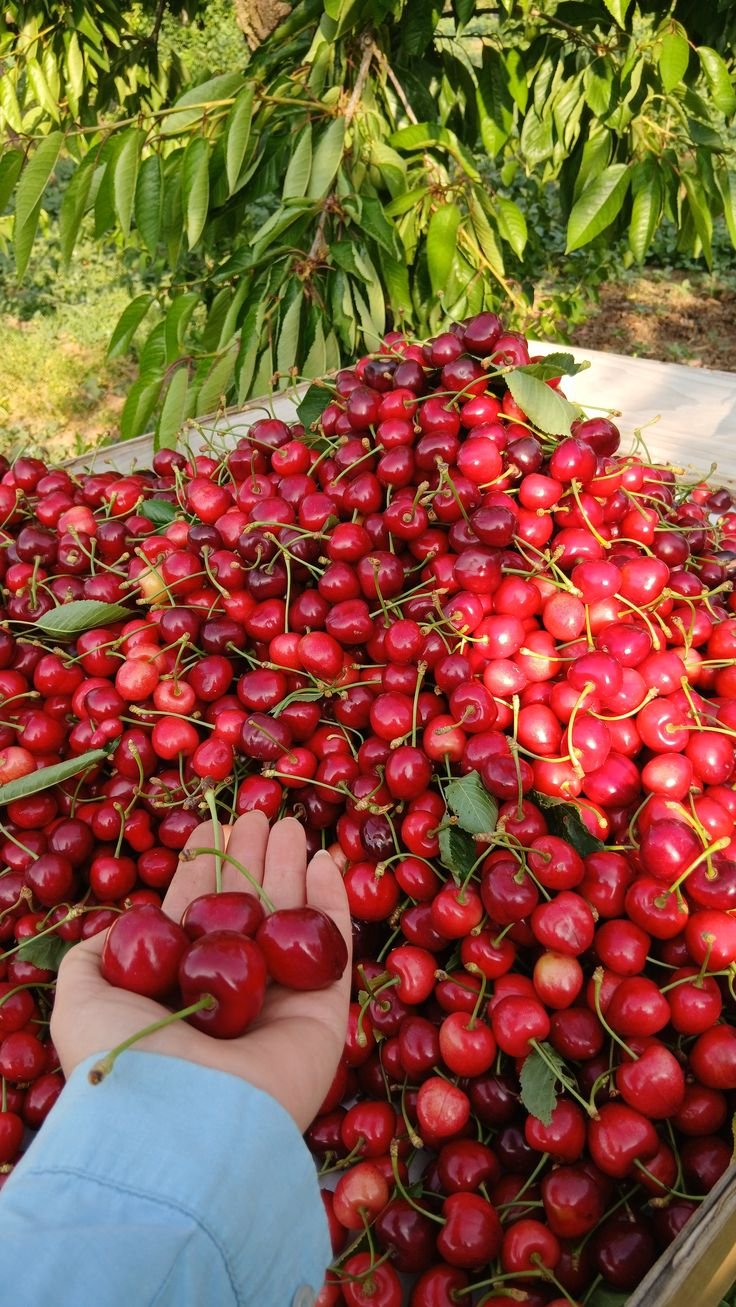 Salihli kirazı 5 kilo (kargo bedava)