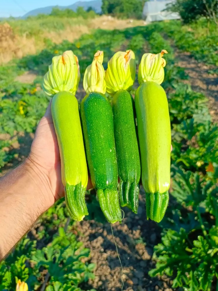 yeşil kabak 1kg