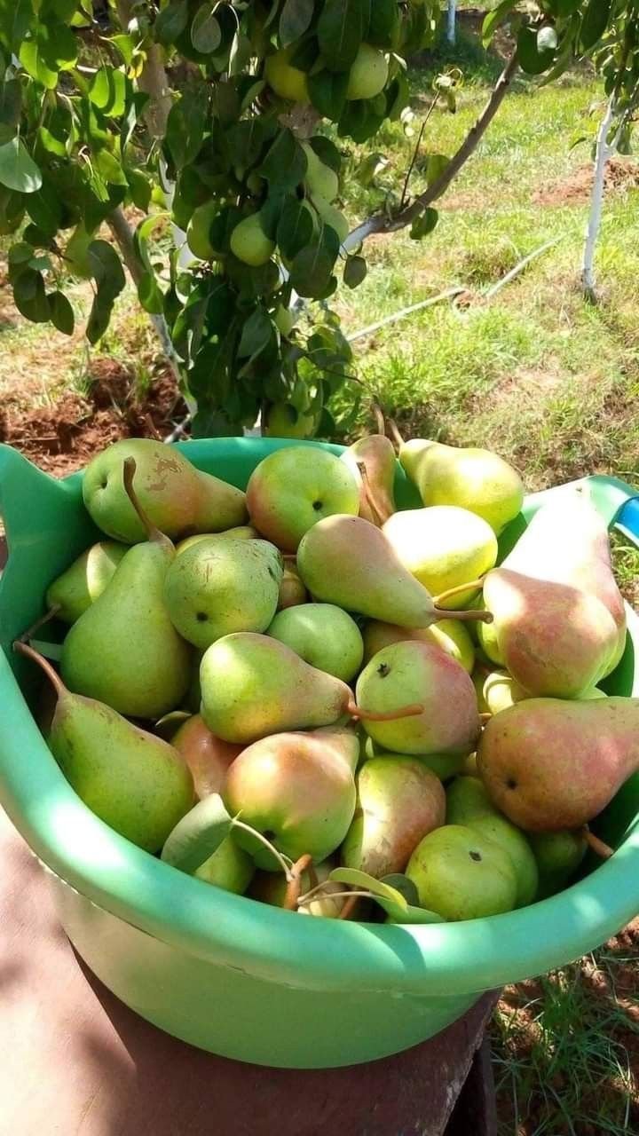 limon armut(1kg)