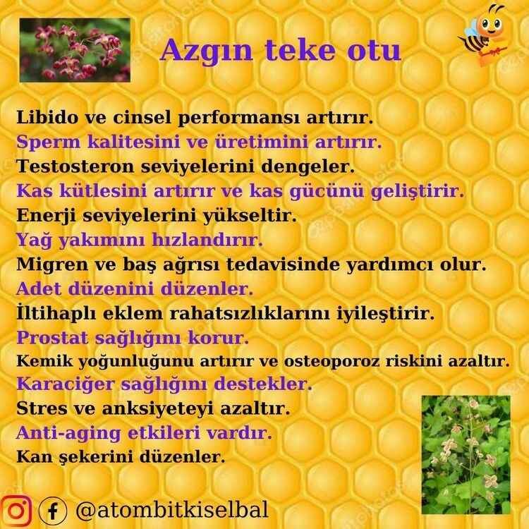 G. Kore K. Ginseng /Azgın teke/ Çakışır/ Safran/ Meyan/Karanfil/ funda 42 çeşit bitki