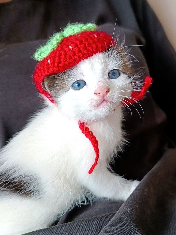 örgü çilekli kedi şapkası