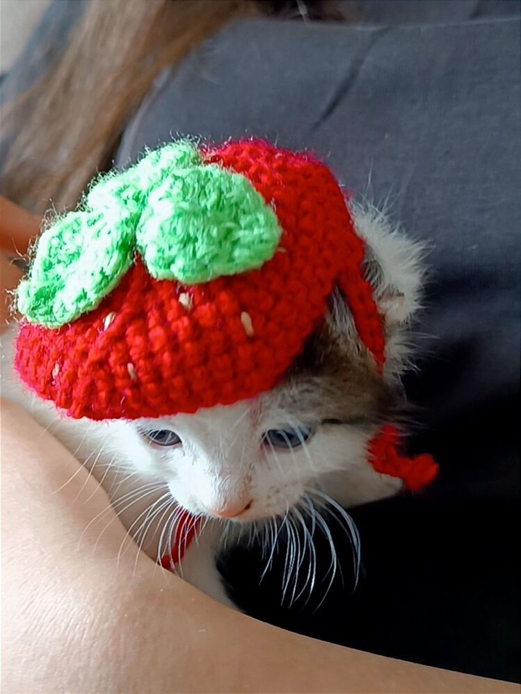 örgü çilekli kedi şapkası