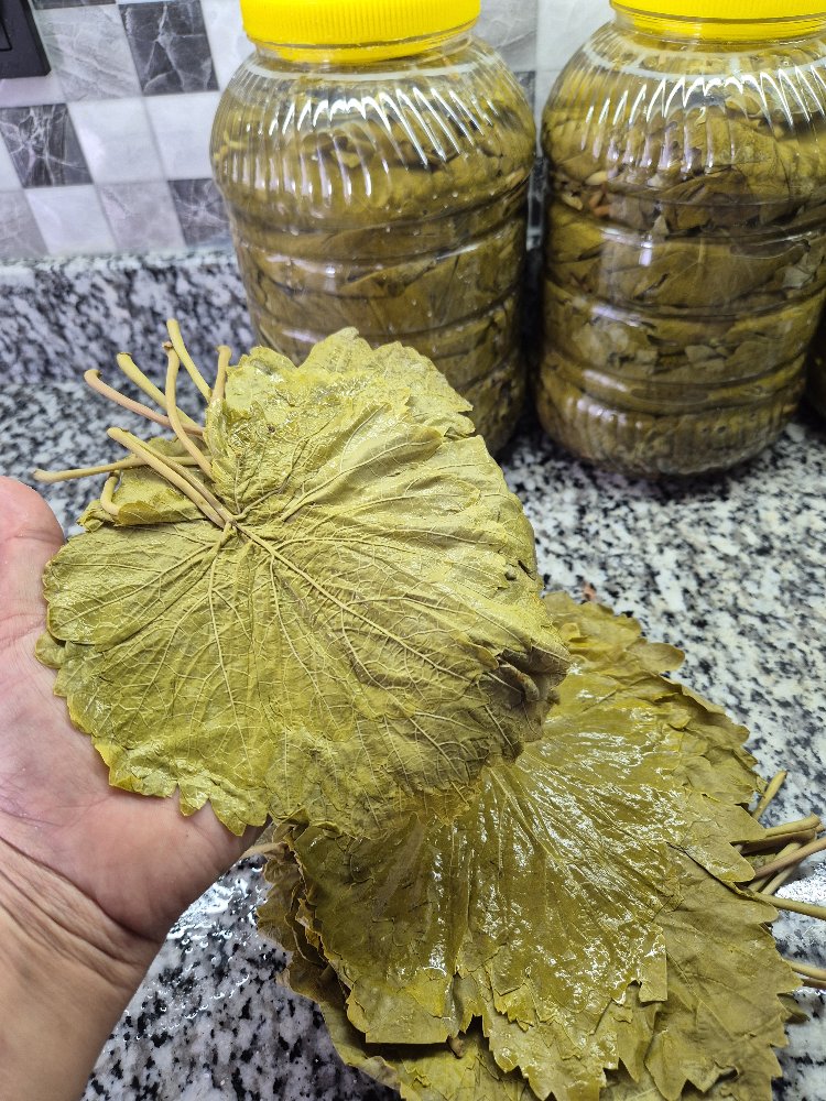 TARSUS ÜZÜM YAPRAĞI 