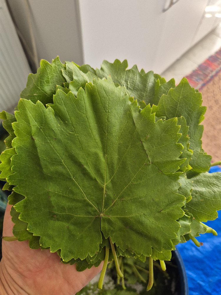 TARSUS ÜZÜM YAPRAĞI 
