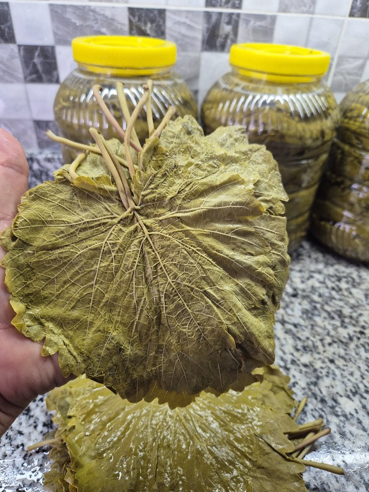 TARSUS ÜZÜM YAPRAĞI 