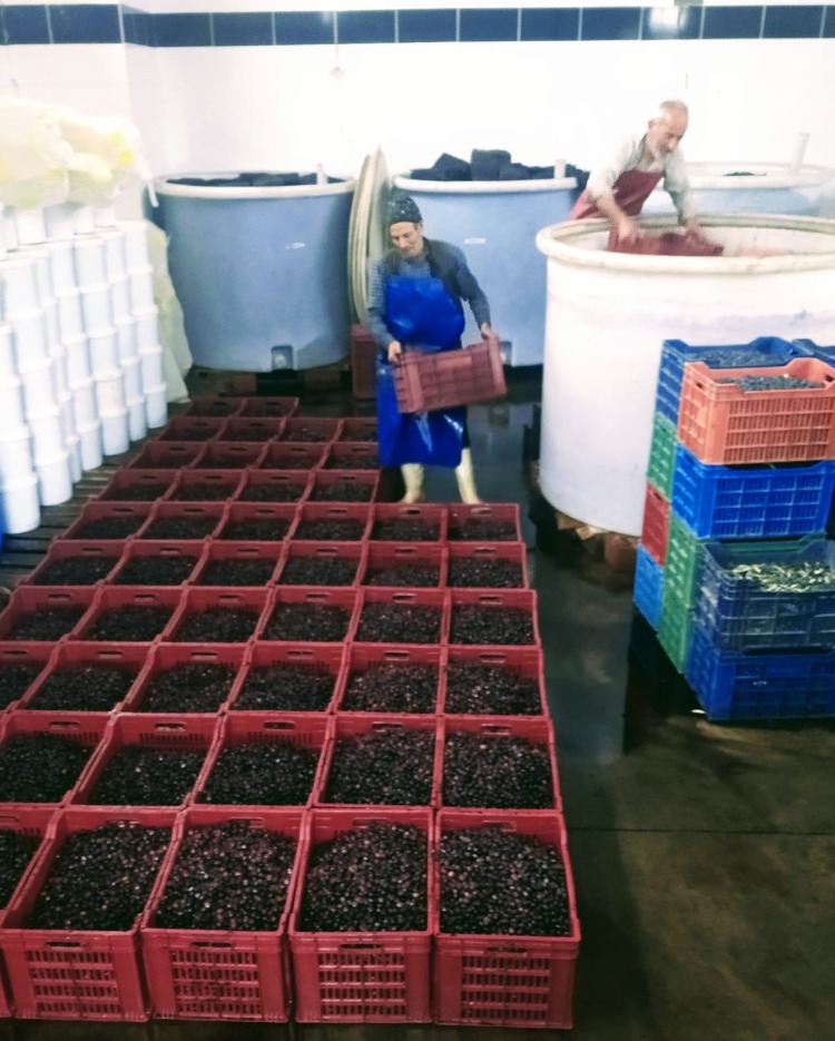 Trilye Salamura 4 KG