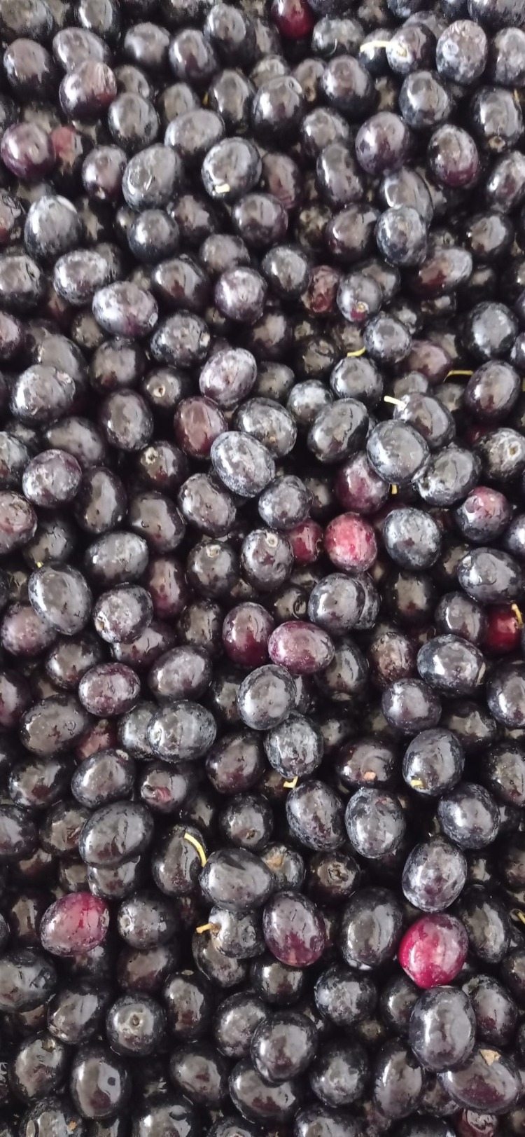 Naturel Sızma Zeytinyağı 5 LT