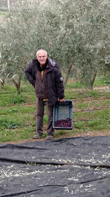 Kalamata Kuru Sele 8 KG