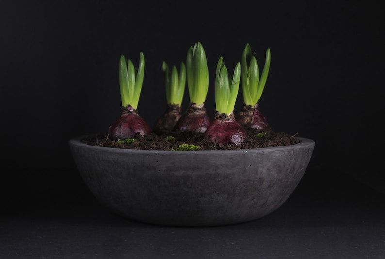 Horizon Bowl – Fonksiyonel Dekoratif Saksı
