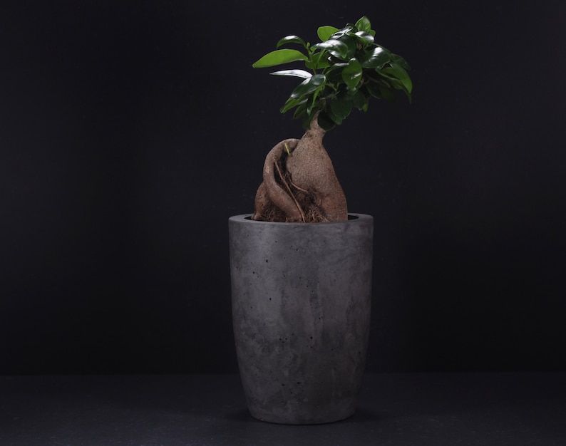 Nordic Bonsai Saksı | Minimalist ve Zamansız Tasarım