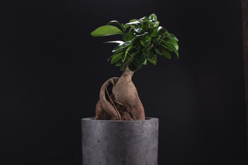 Nordic Bonsai Saksı | Minimalist ve Zamansız Tasarım