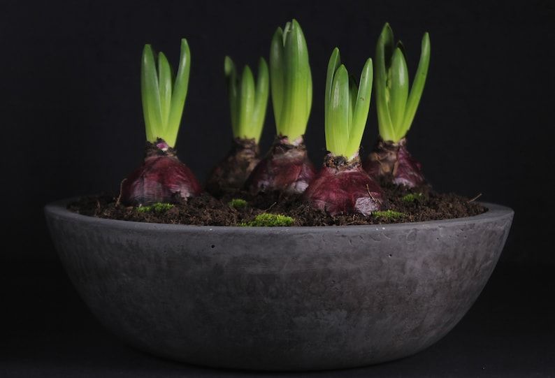 Horizon Bowl – Fonksiyonel Dekoratif Saksı

