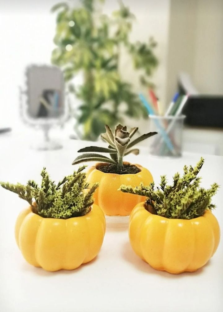 El Yapımı Kabak Şeklinde Sukulent Saksı Seti (3'lü Set)
