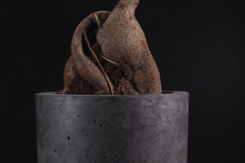 Nordic Bonsai Saksı | Minimalist ve Zamansız Tasarım
