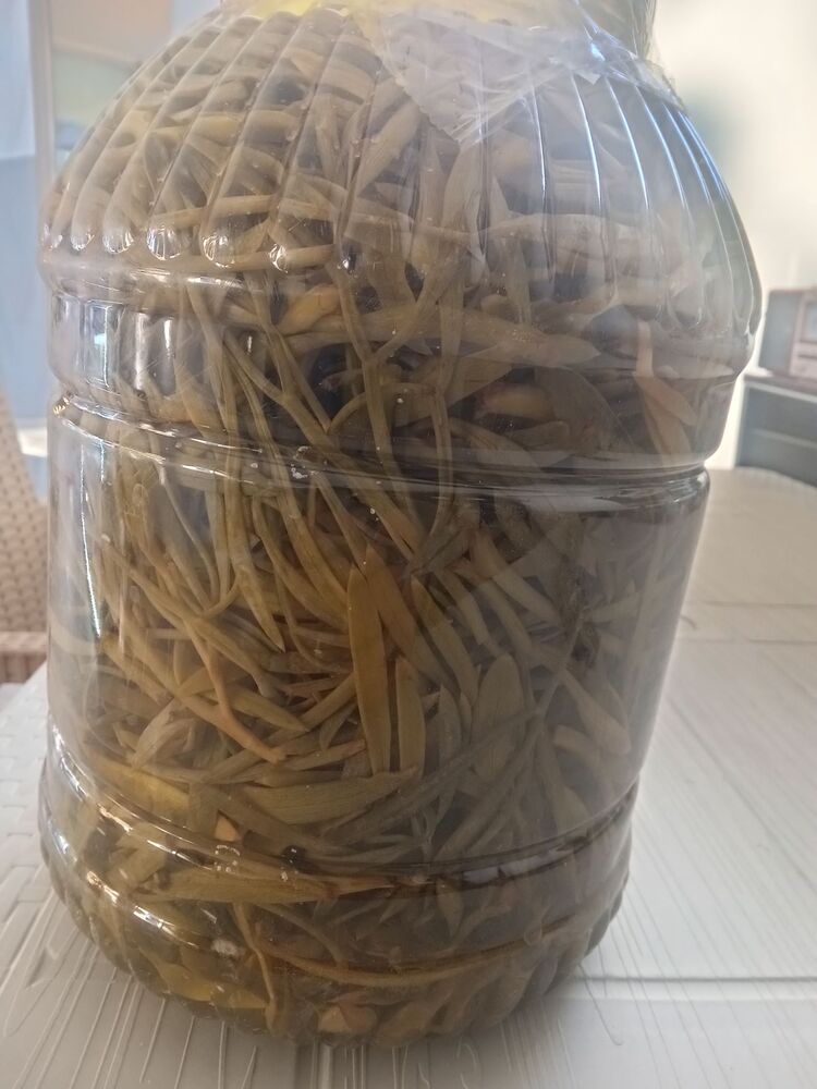 5 Kg Kaya koruğu