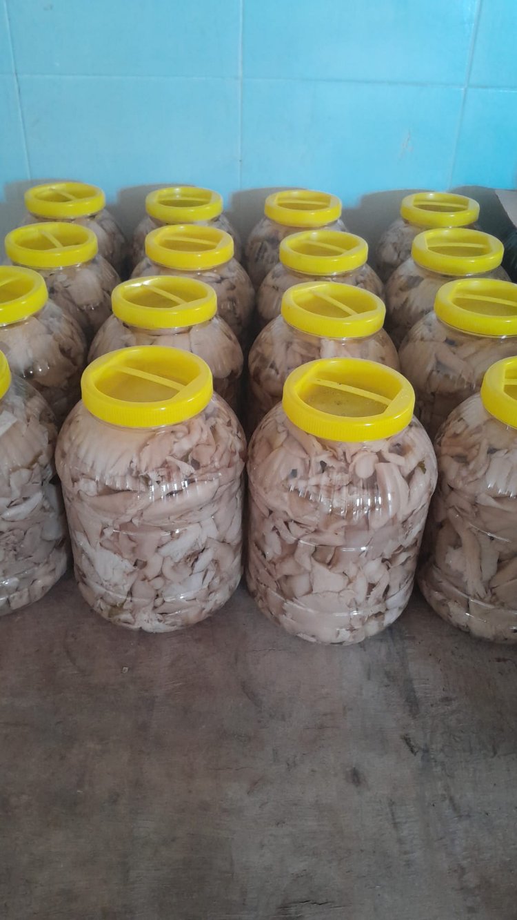 istiridye mantar 3 kg