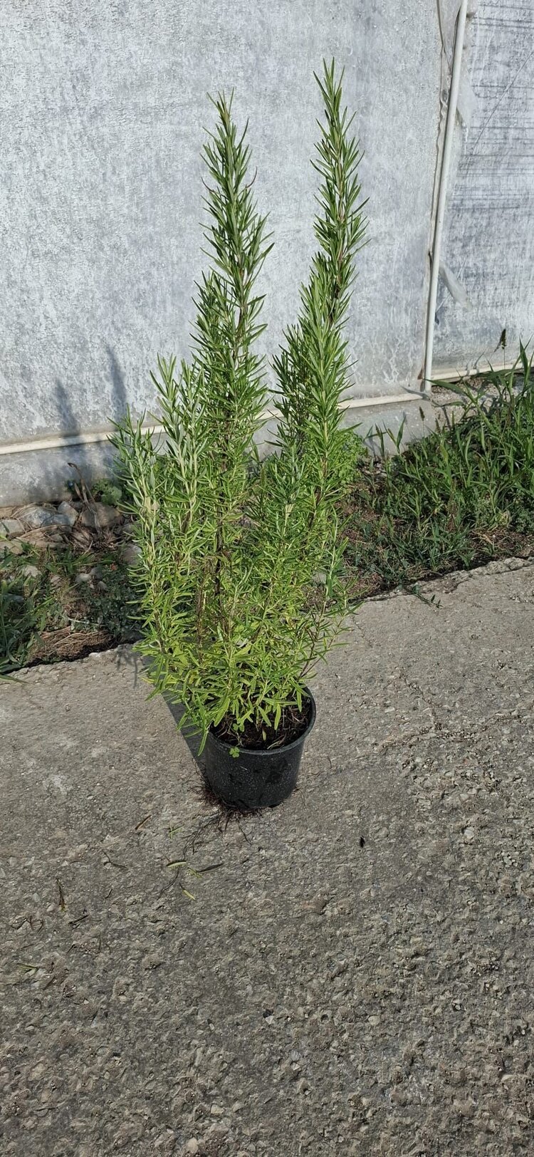 Biberiye