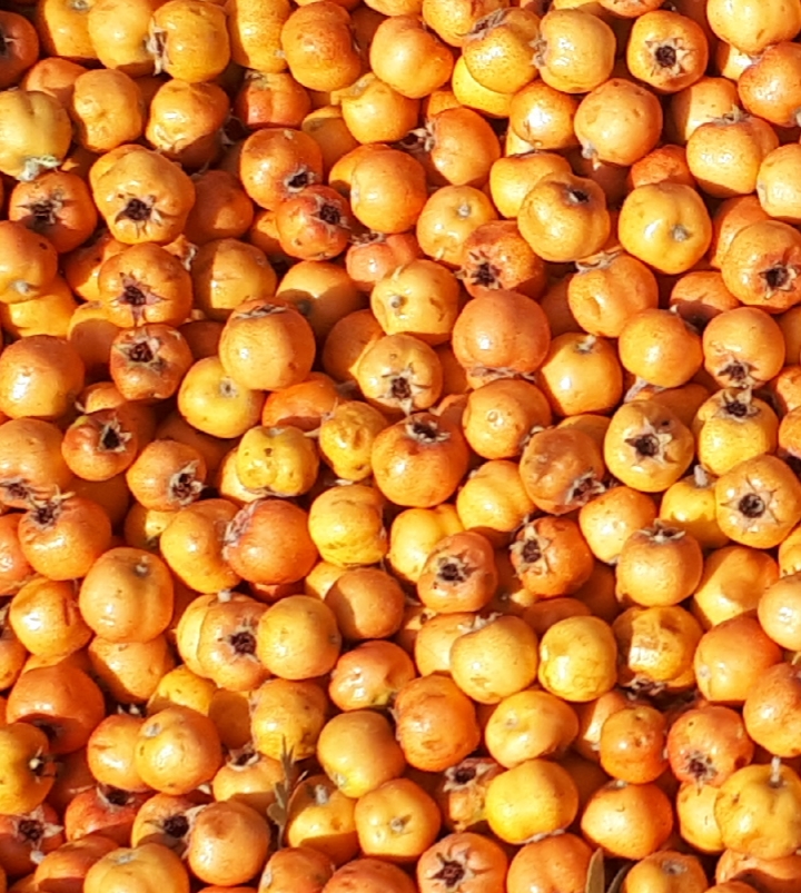 Alıç Marmelatı