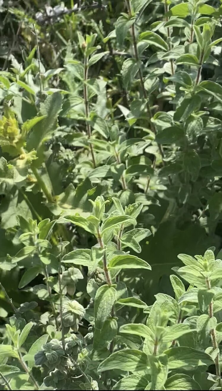 Kekik kurusu(Girit Sateri)) 20gr 2025 yılı