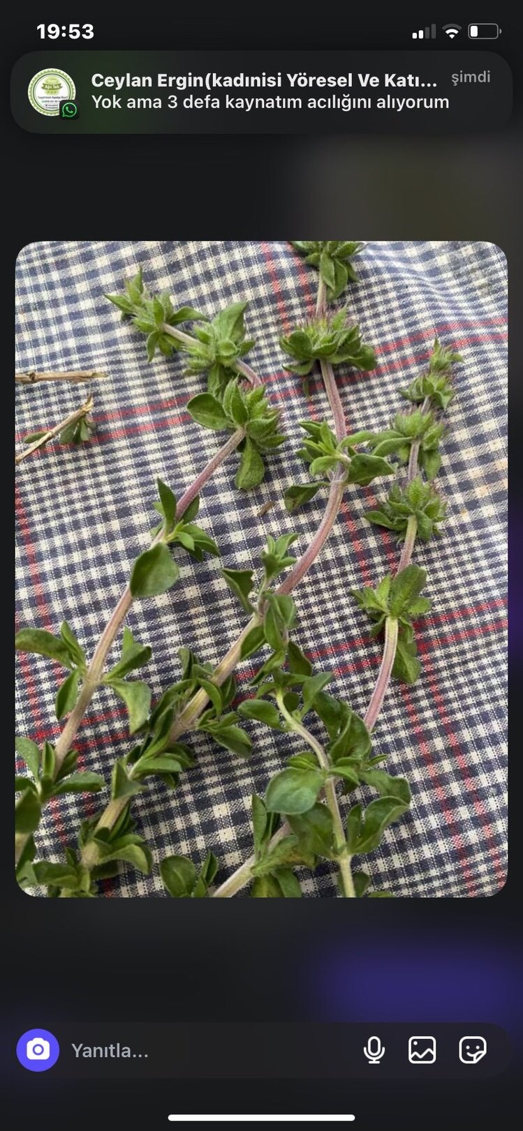Kekik kurusu(Girit Sateri)) 20gr 2025 yılı