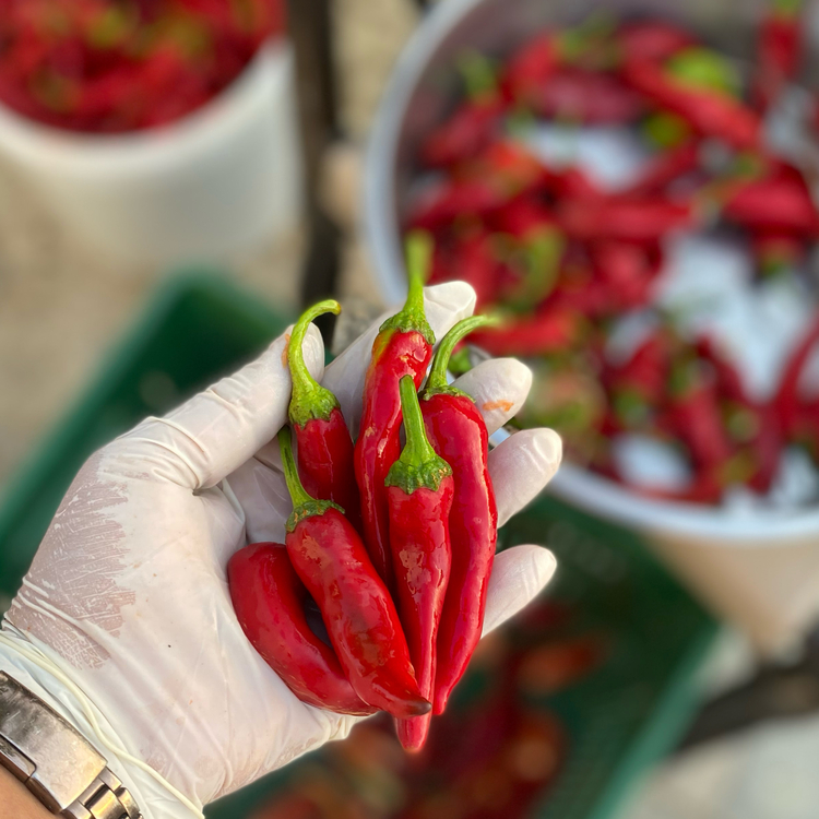 Sivri-süs biber salçası 1 kg
