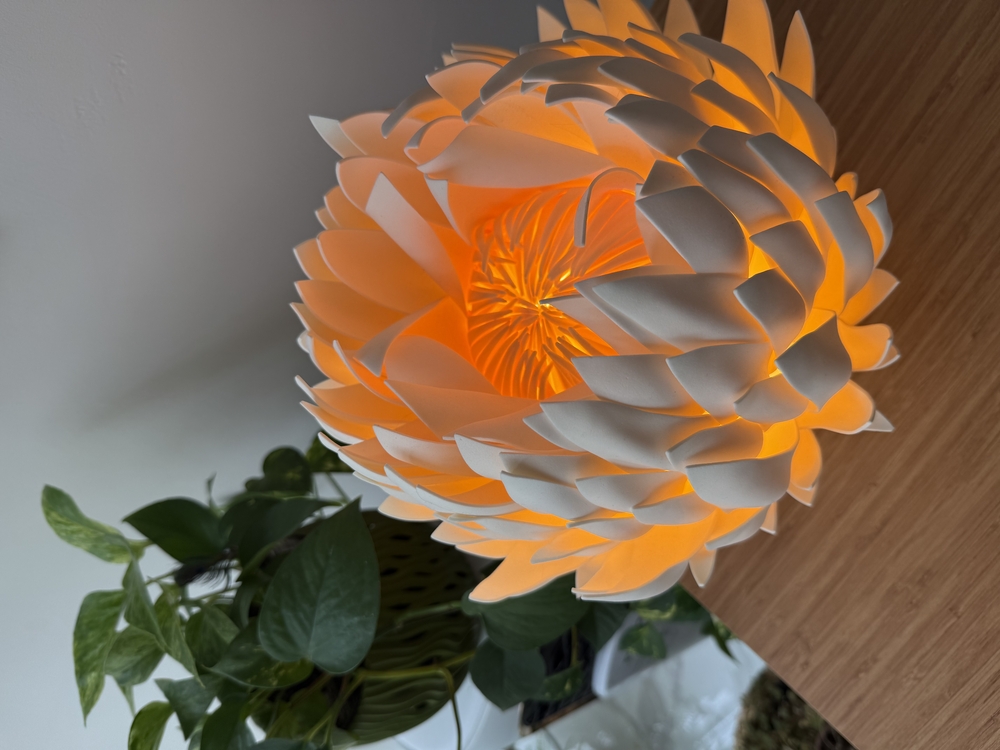 CYNARA