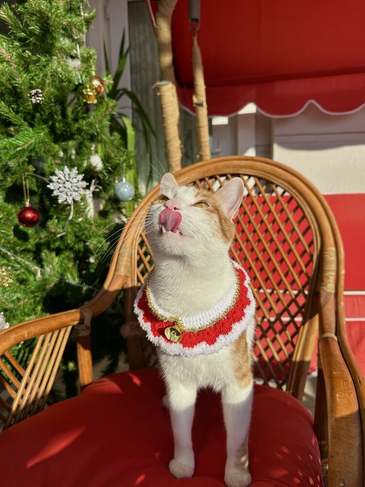 Ekapets kedi köpek yılbaşı yakalığı