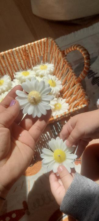Papatya mum