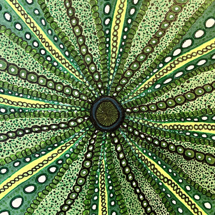 The Urchin