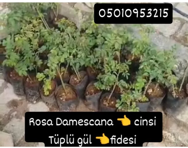 rose Damescana cinsi tüplü tek adet fide