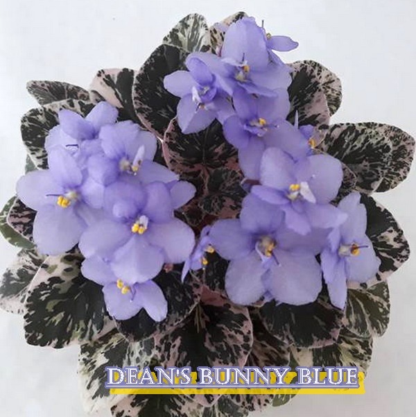 DEANS BUNY BLUE YAPRAK