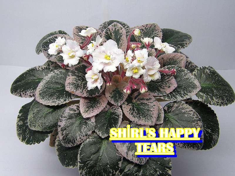 SHİRL'S HAPPY TEARS YAPRAK