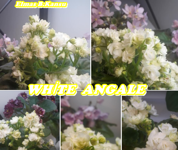 WHİTE ANGAKE BEYAZ ROCOCO